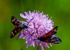 Julia Greenwood - Burnet Moth on Scabiosa.jpg